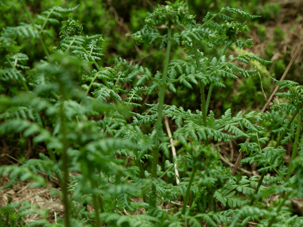 Loop Living Cocoon™ World's first living coffin