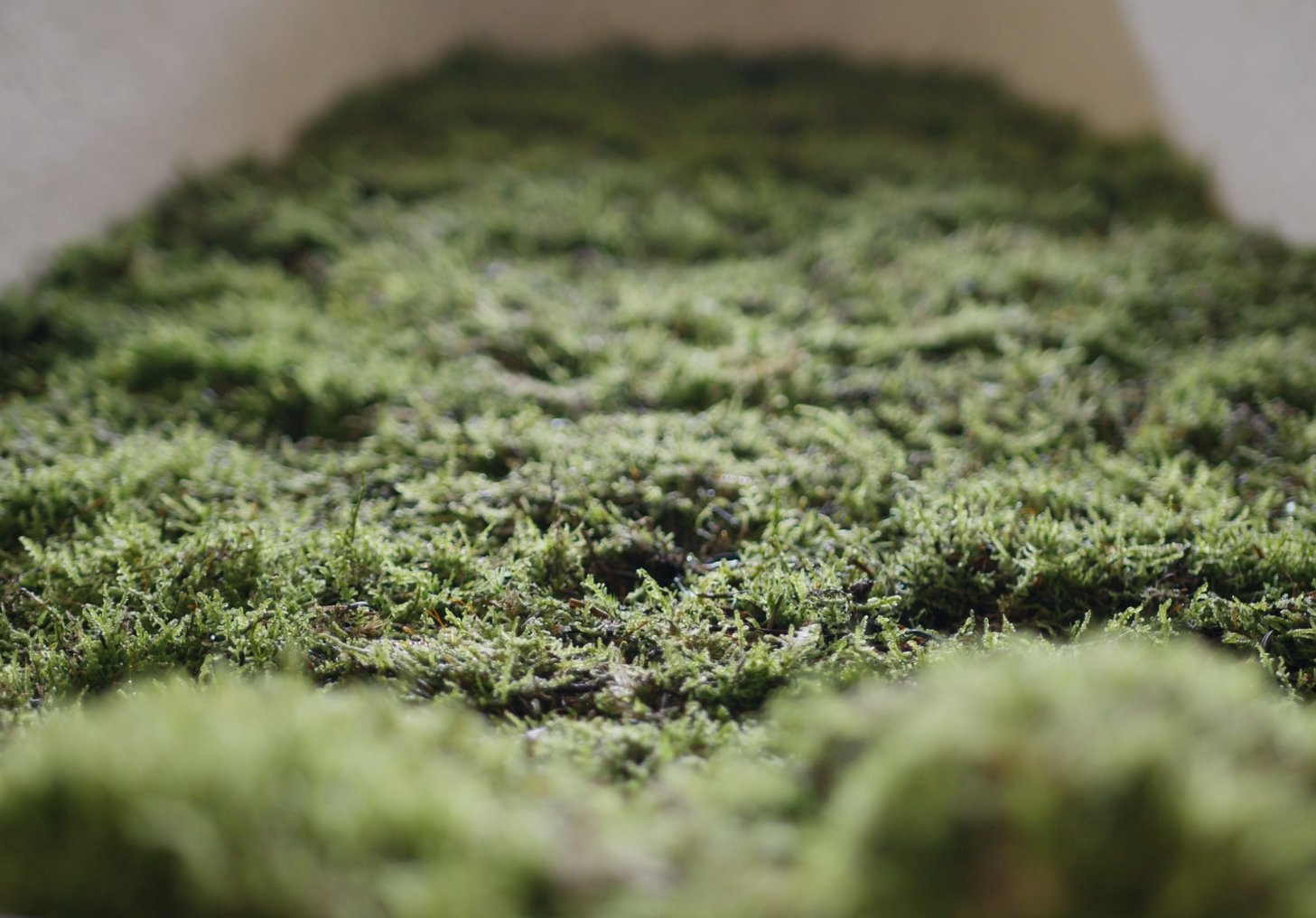 Loop Living Cocoon™ World's first living coffin