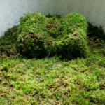 Moss (Standard)